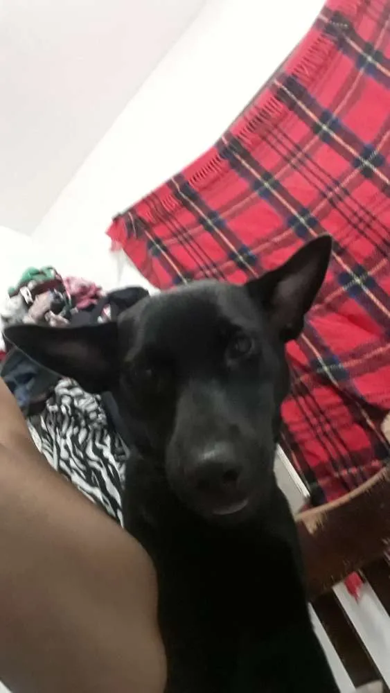 Cachorro raça Show show com vira lata  idade 1 ano nome Pérola 