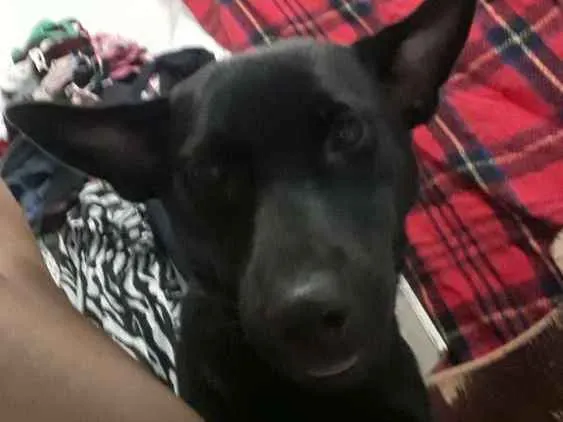 Cachorro raça Show show com vira lata  idade 1 ano nome Pérola 