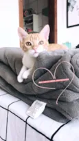 Vida
