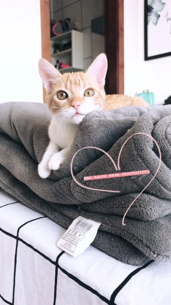 Gato ra a SRD idade 2 a 6 meses nome Vida