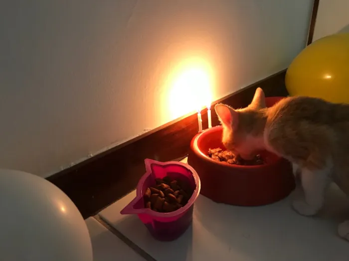 Gato ra a SRD idade 2 a 6 meses nome Vida