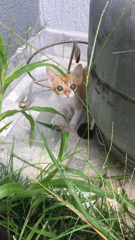 Gato ra a SRD idade 2 a 6 meses nome Vida