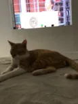 Vida