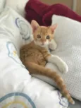 Vida