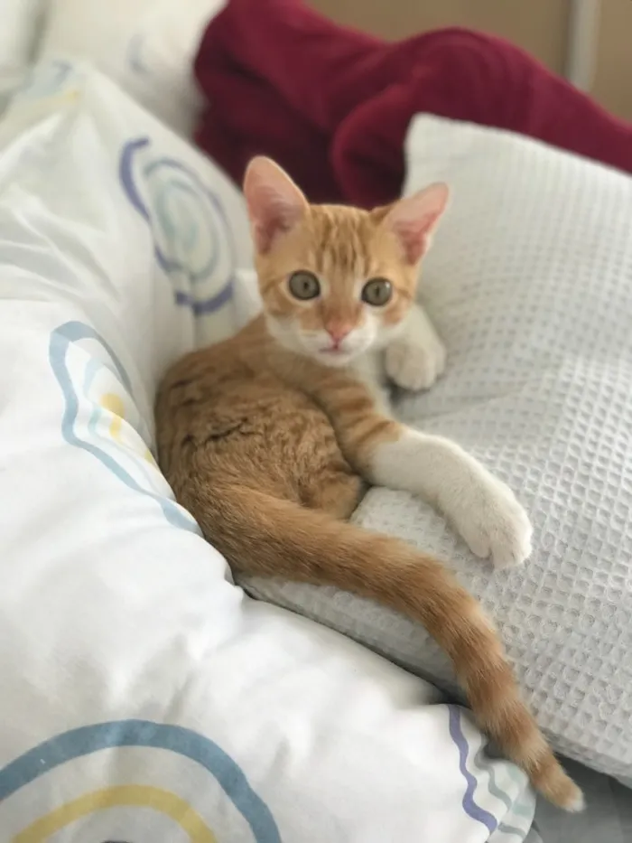 Gato ra a SRD idade 2 a 6 meses nome Vida