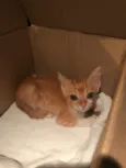 Vida