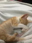 Vida