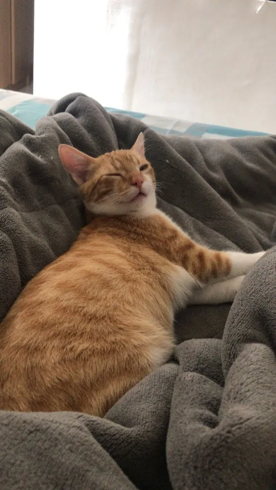 Gato ra a SRD idade 2 a 6 meses nome Vida