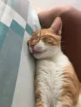 Vida