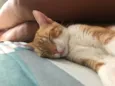 Vida
