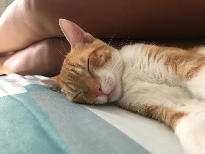 Gato ra a SRD idade 2 a 6 meses nome Vida