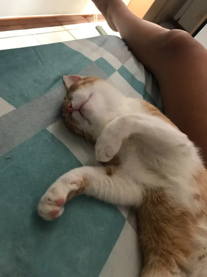 Gato ra a SRD idade 2 a 6 meses nome Vida