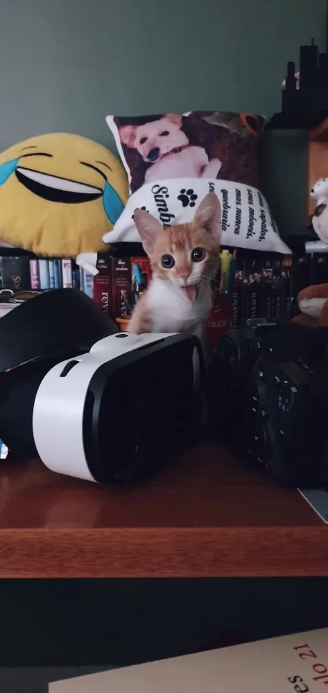 Gato ra a SRD idade 2 a 6 meses nome Vida