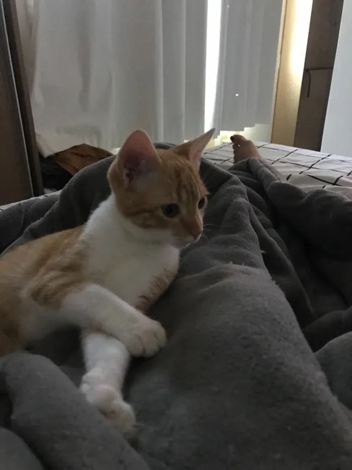 Gato ra a SRD idade 2 a 6 meses nome Vida
