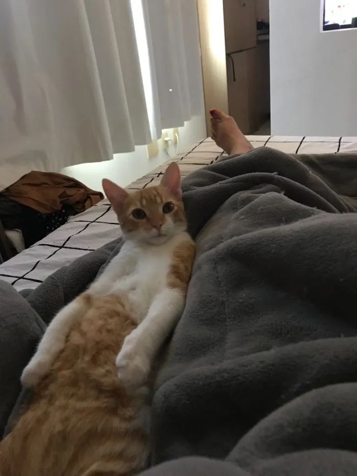 Gato ra a SRD idade 2 a 6 meses nome Vida