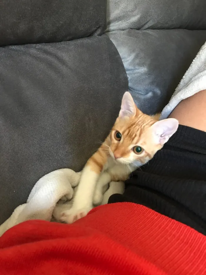 Gato ra a SRD idade 2 a 6 meses nome Vida