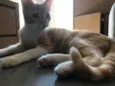 Vida