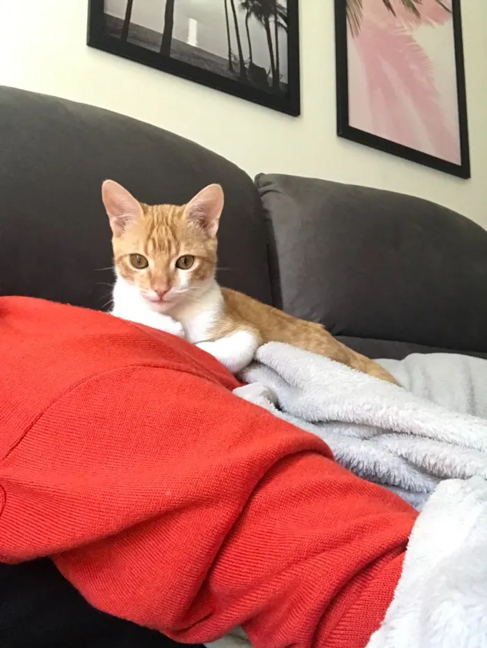 Gato ra a SRD idade 2 a 6 meses nome Vida