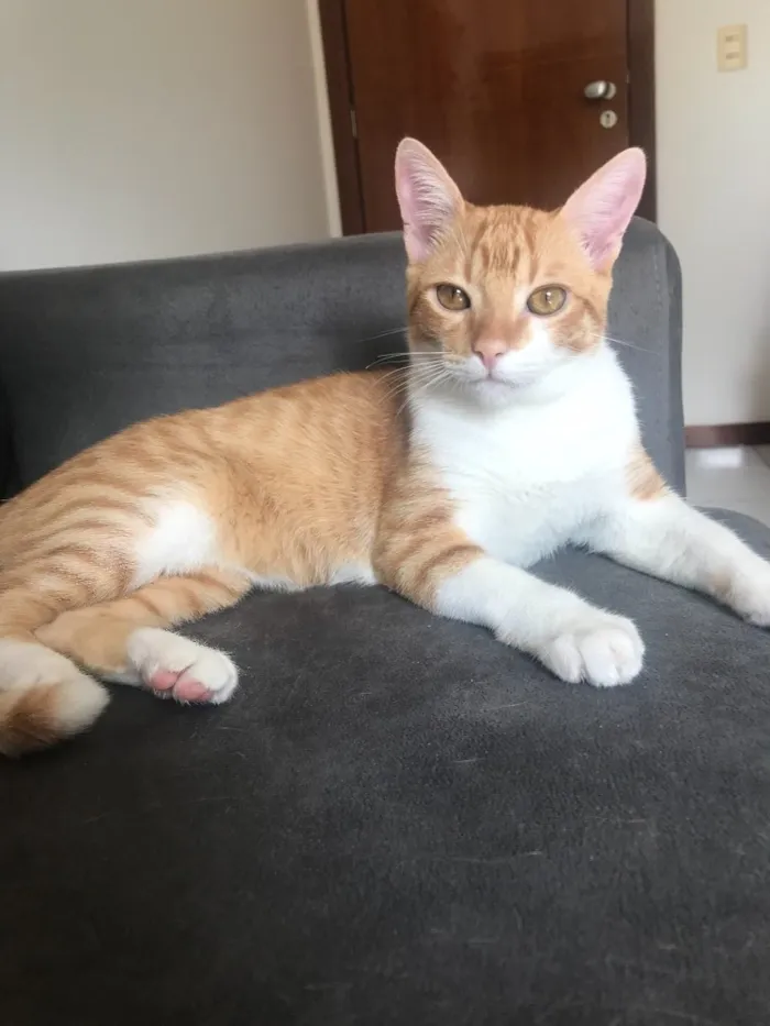 Gato ra a SRD idade 2 a 6 meses nome Vida