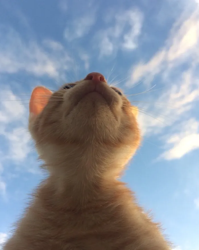 Gato ra a SRD idade 2 a 6 meses nome Vida