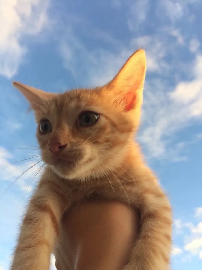 Gato ra a SRD idade 2 a 6 meses nome Vida
