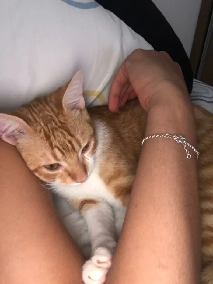 Gato ra a SRD idade 2 a 6 meses nome Vida
