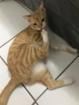 Vida