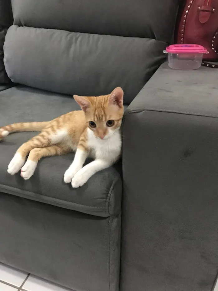 Gato ra a SRD idade 2 a 6 meses nome Vida