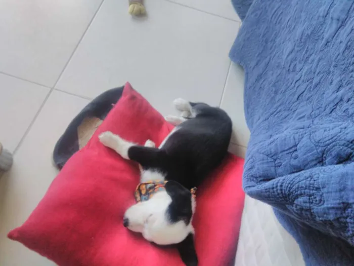 Cachorro ra a Sem definir idade 2 a 6 meses nome Leo