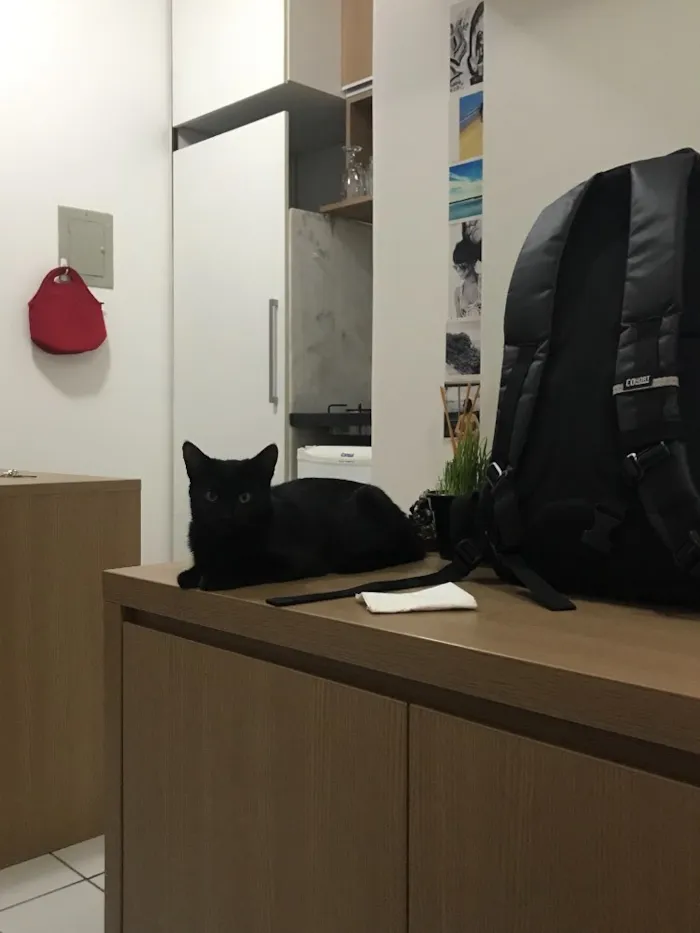 Gato ra a SRD idade 2 a 6 meses nome Preta