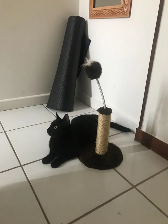 Gato ra a SRD idade 2 a 6 meses nome Preta