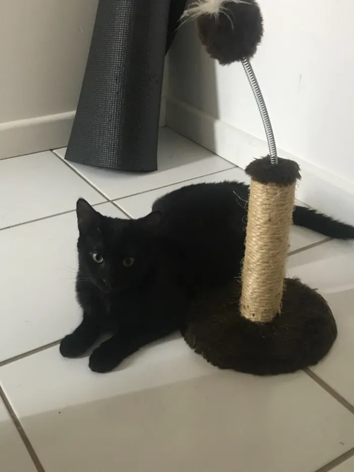Gato ra a SRD idade 2 a 6 meses nome Preta