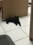 Preta