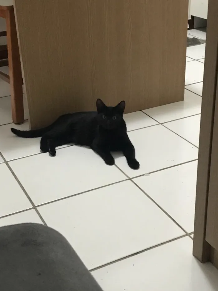 Gato ra a SRD idade 2 a 6 meses nome Preta