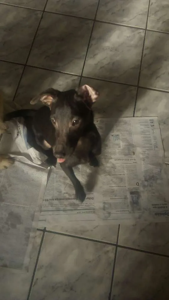 Cachorro ra a Srd idade 1 ano nome Pelé