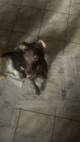 Pelé