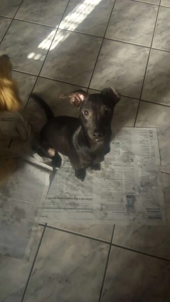 Cachorro ra a Srd idade 1 ano nome Pelé