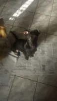 Pelé