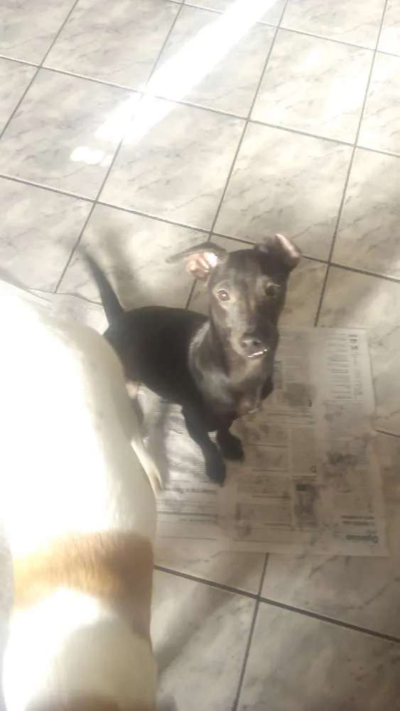 Cachorro ra a Srd idade 1 ano nome Pelé