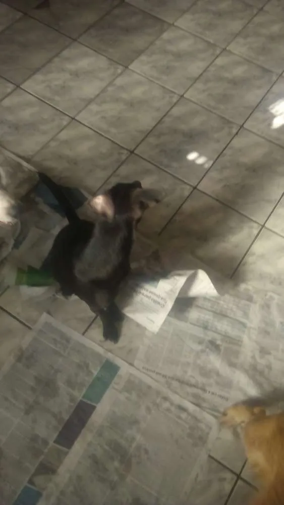 Cachorro ra a Srd idade 1 ano nome Pelé