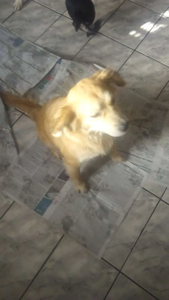 Cachorro ra a Srd idade 2 anos nome Kevin