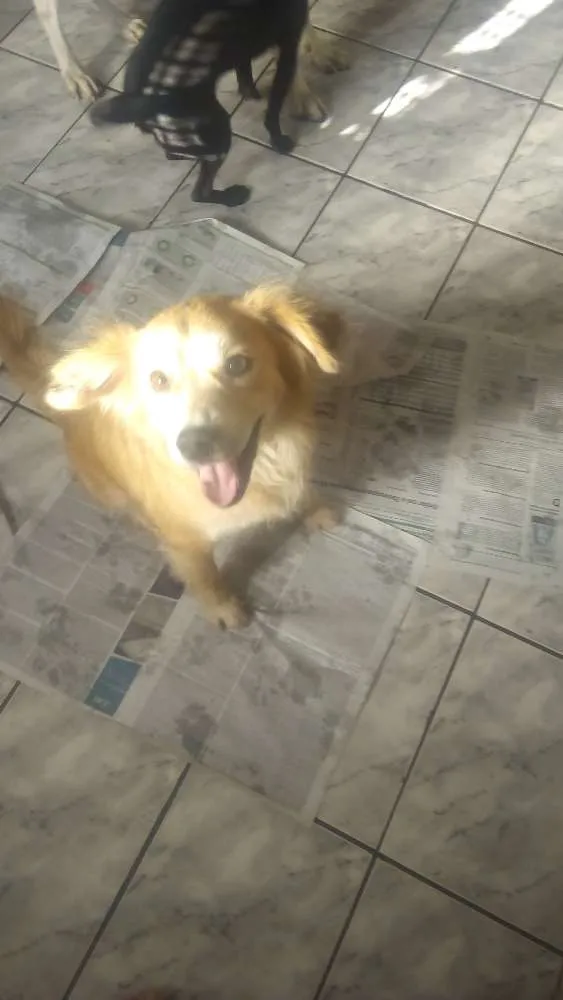 Cachorro ra a Srd idade 2 anos nome Kevin