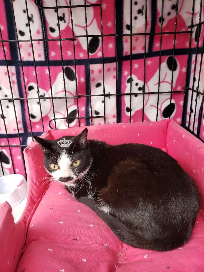 Gato ra a SRD idade 1 ano nome Elvira