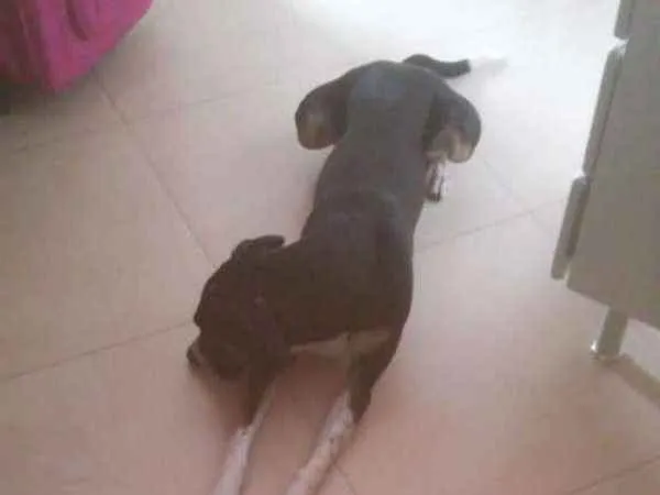 Cachorro ra a SRD idade 2 anos nome Xuxu de Assis Festa 