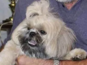 Cachorro raça Schi-tzu idade 5 anos nome Boo
