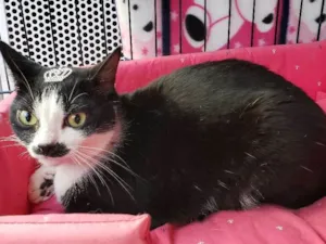 Gato raça SRD idade 1 ano nome Elvira
