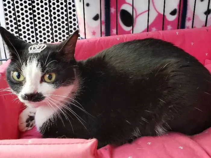 Gato ra a SRD idade 1 ano nome Elvira