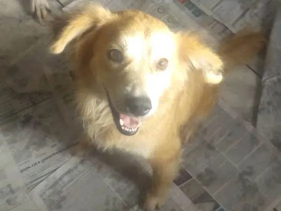 Cachorro ra a Srd idade 2 anos nome Kevin