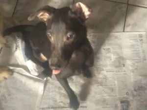 Cachorro raça Srd idade 1 ano nome Pelé