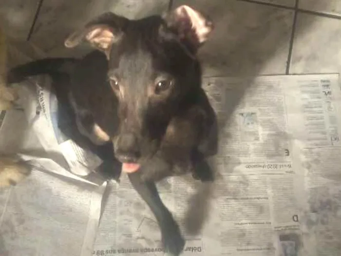 Cachorro ra a Srd idade 1 ano nome Pelé